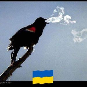 Meet your Posher, Joanna